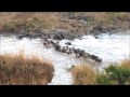 Masai Mara Wildebeest Migration Safari from Nairobi, Kenya