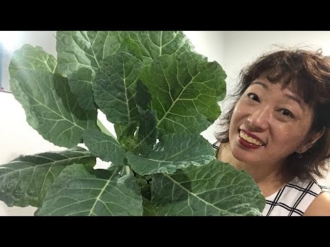 Vídeo: Container Grown Kale - Aprenda a cuidar de plantas de couve em vaso