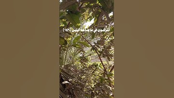 تلاوة عطرة للشيخ محمود خليل الحصري من سورة الشعراء "أَتُتْرَكُونَ فِي مَا هَاهُنَآ آمِنِينَ ﴿١٤٦﴾"