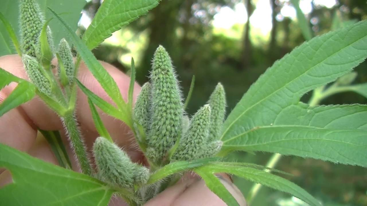 The Cause Of Your Summer Allergies - Giant Ragweed - YouTube