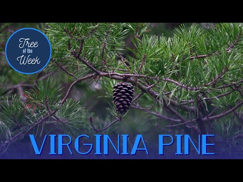 Video: Ce este un arbore de pin Virginia: Aflați despre arborii de pin Virginia în peisaj