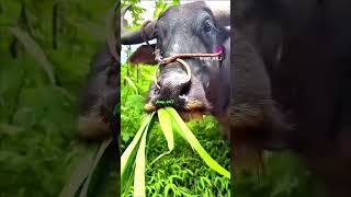 0.1% can hold their laugh 😂 #pubgmobile #pubg