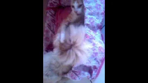 Lolita e tobias