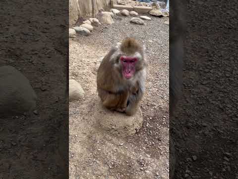 【高尾山さる園】返事をするテントさん #動物園 #ニホンザル #japanesemonkey