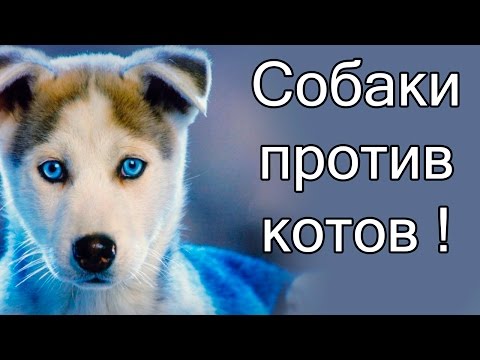 Видео: Собаки против котов !