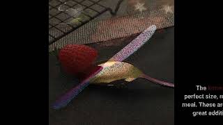 Learn More Rainbow Flatware Cutlery Silverware Set 20 Pieces, Stainless Steel Colorful Utensils...