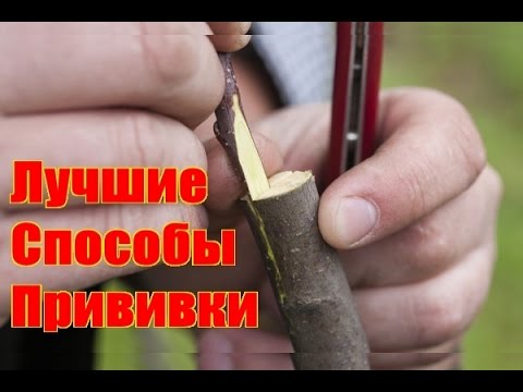 Видео: Как сажать лютик и ухаживать за ним: 15 шагов (с иллюстрациями)