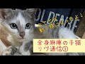 頸椎損傷で全身麻痺になった子猫おててが動く様になりました【子猫】【保護猫】【不随】【リハビリ】