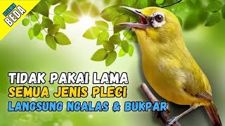 Pancingan PLECI Malas Bunyi Dalam Hitungan Menit PLECI Lain Langsung Nyaut GACOR & BUKPAR