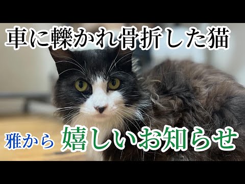 猫田さん 猫多頭飼いの日常 - YouTube