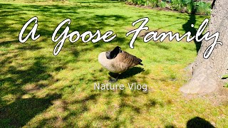 A Goose Family | Nature | Vlog | Cute| Morning in the park | #nature