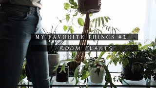 私のお気に入りの観葉植物  | My favorite things #1 [HOUSE PLANTS]