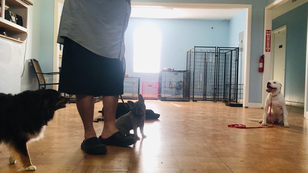 Dog Training Confidence Building w/ Submissive Handler Sensitive Mouthy