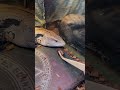 爬虫類飼育者の部屋に出たゴキブリの末路 #どん底太郎 #shorts