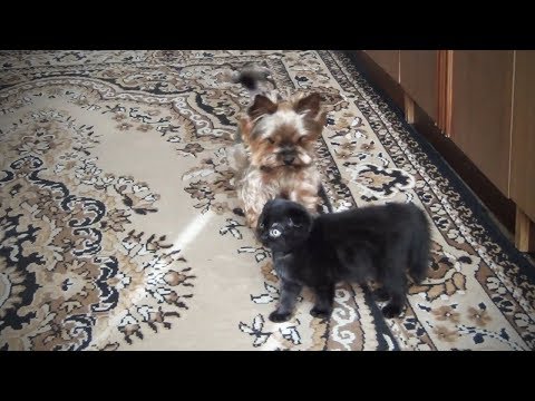 Cute Fuzzy Pets Fluffy Animals Playing Funny Viral Chop Cute Fuzzy Pets Fluffy Animals