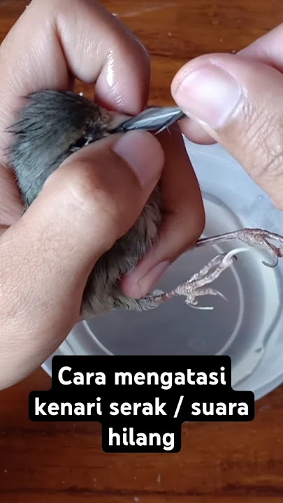 Cara mengatasi kenari serak atau suara hilang dengan cepat #perawatankenari #kenari  #kenarigacor