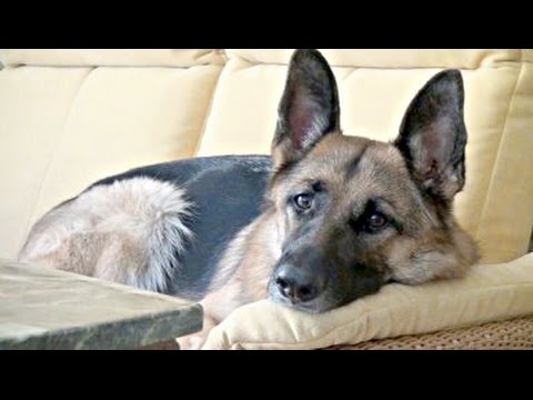 Video: Können Hunde mit ihren Pfoten Türen öffnen?