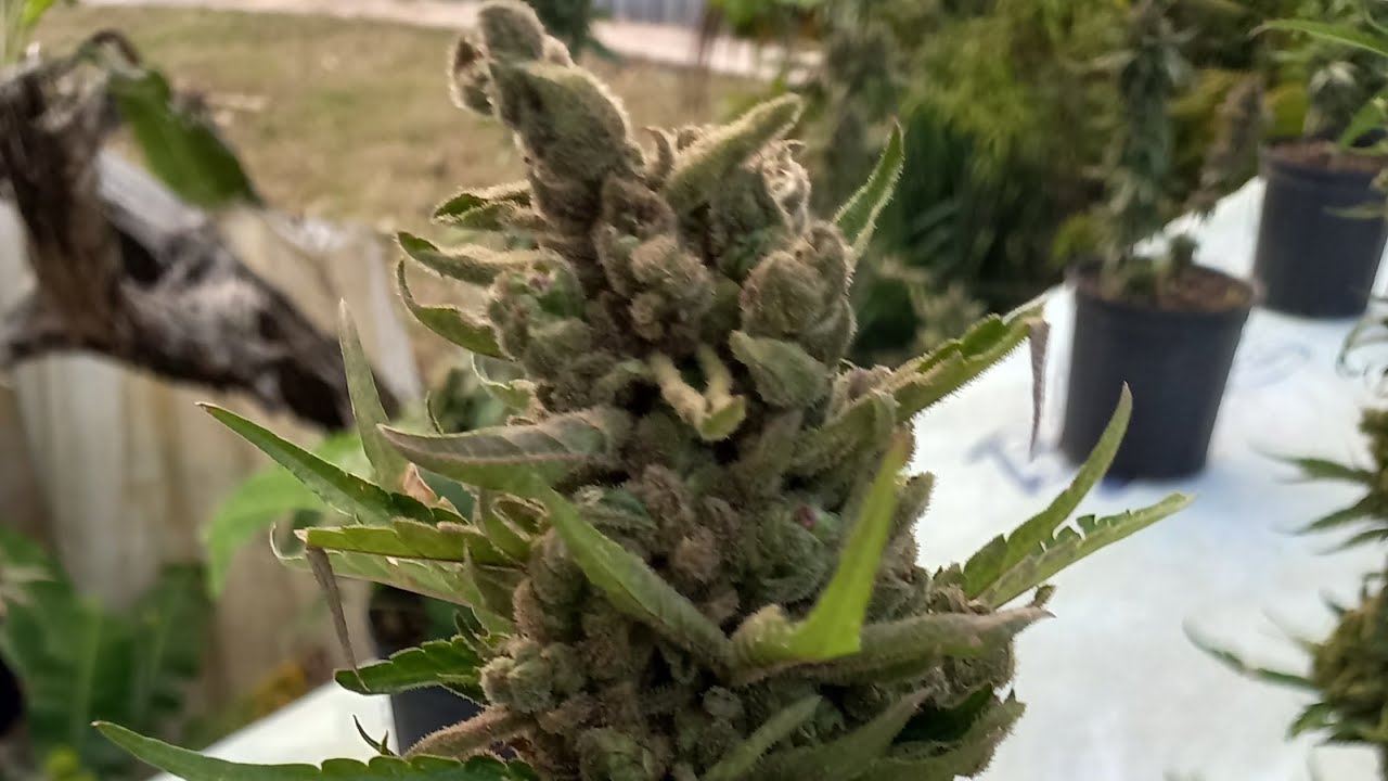 Hilltop outdoor beautiful cannabis garden update