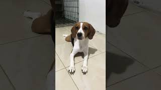 Cute #beagle #dog #pets #cute