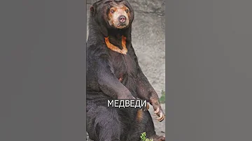 Скандал в Китае: Люди в костюмах МЕДВЕДЕЙ