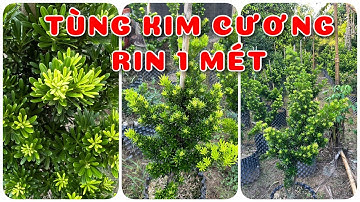 Cây Tùng kim cương rin 1 mét | 0386569374 - Ngọc Ngân Bến Tre | Chuyên cây độc lạ