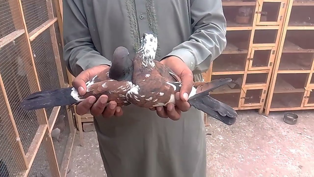 Mubashir Multani pigeons| rangeen kabutar| breeder pair| peshori kabootar| 