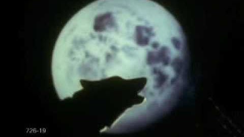 Wolves ~ This is Where I Belong