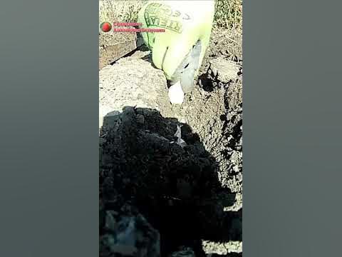 Посадка чеснока Выращивание чеснока - YouTube