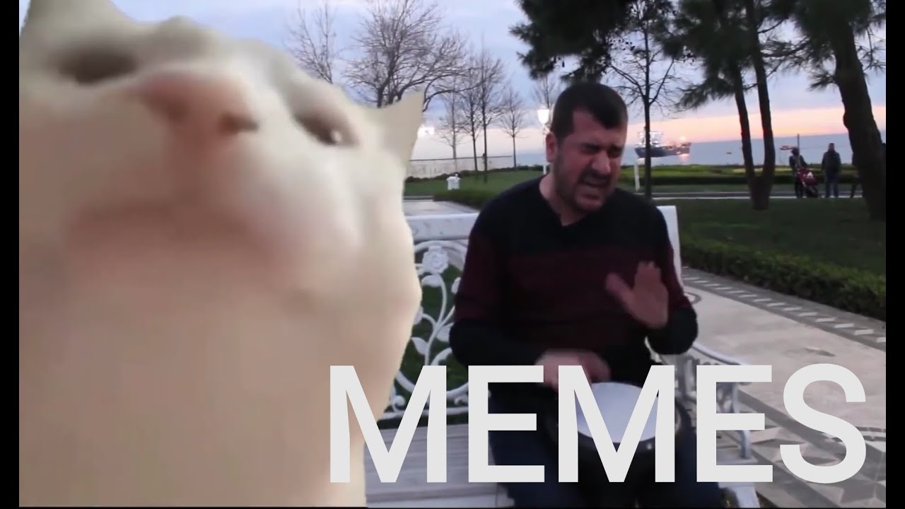 Cat vibing meme compilation YouTube