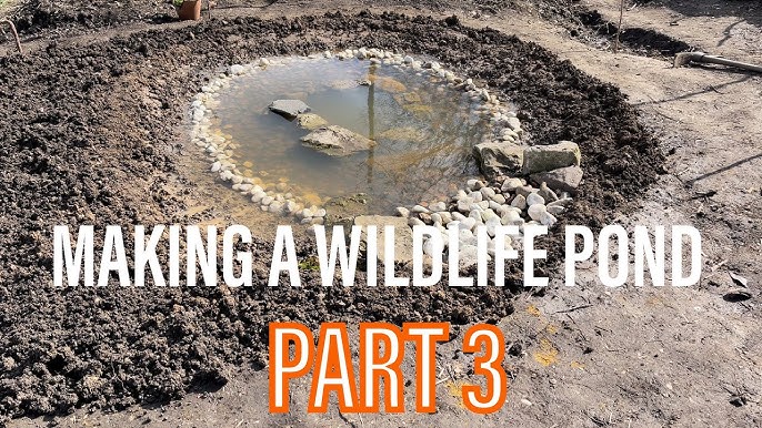 How to make a wildlife pond to attract garden wildlife – Haxnicks