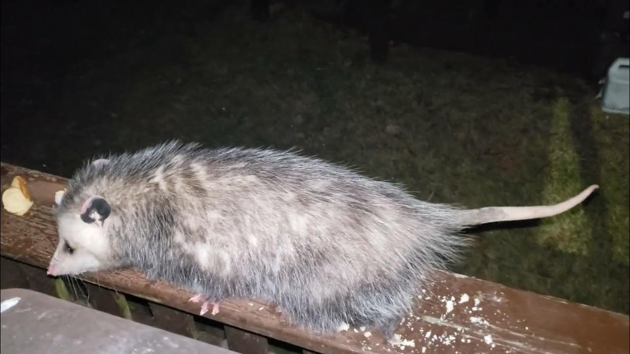 Touching the opossum that lives under my house YouTube