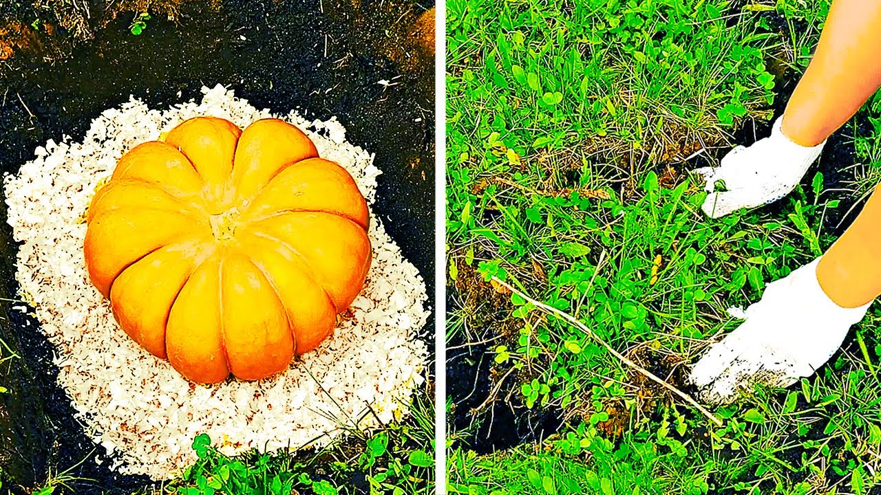 22 Eenvoudige Voedselhacks Hoe U Bedorven Voedsel Kunt Besparen Youtube