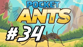 Pocket Ants - 34 - "UPDATE: Pheromone Shop" screenshot 4