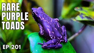 My Journey Breeding Rare Purple Toads & Building a Zoo | Nick Stacey