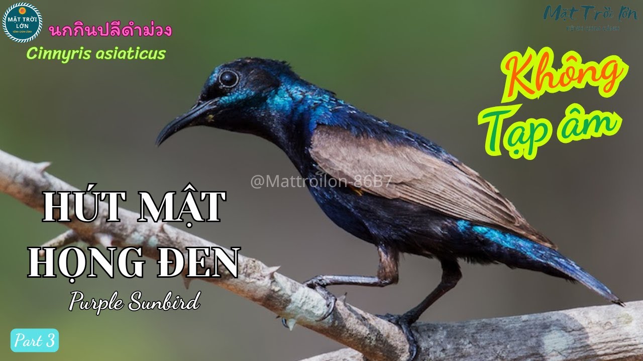 ✅Tiếng chim Hút mật họng đen mồi chuẩn không tạp âm mp3 | Purple Sunbird | นกกินปลีดำม่วง (P3)