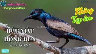 ✅Tiếng chim Hút mật họng đen mồi chuẩn không tạp âm mp3 | Purple Sunbird | นกกินปลีดำม่วง (P3)