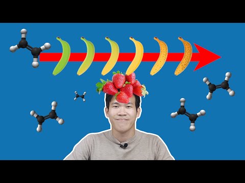 Video: Apa yang membantu buah masak?