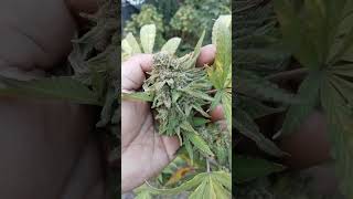 Subzero S1 : GrowMoreFire