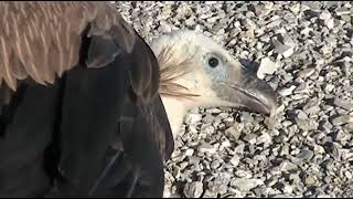 Wind Turbines Killing Birds