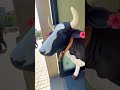 LA VACA #musica #dj #elalfa #shortsviral #shortvideos #viral #shorts #trending #love #funny #cute