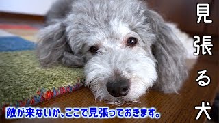 🐶体調が悪い飼い主の為に玄関で見張り続ける犬。【トイプードルのグリィ】【犬】【dog】【toy poodle】