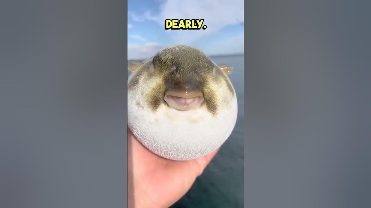 the-5-most-expensive-fish-to-eat-funny-funnyvideos-comedy-shorts