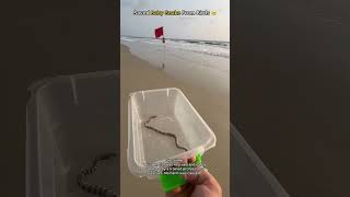 Baby sea snake rescued from hungry birds ☠️#_ #_shorts #_______full_support