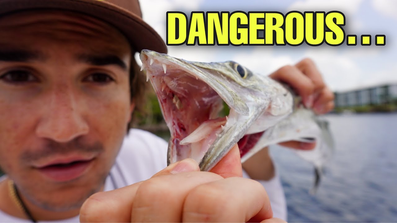 WORLD'S TOOTHIEST AQUARIUM FISH... (Barracuda CATCH CLEAN COOK) - YouTube