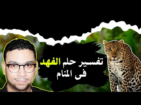 تفسير حلم الفهد فى المنام مع كريم فؤاد المعبر الذهبى
