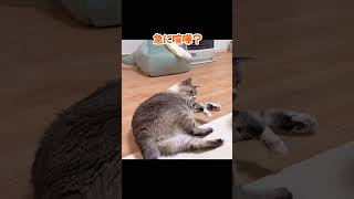 喧嘩する猫 #猫 #cat #ねこチャックの日常 #保護猫 #猫のいる暮らし #多頭飼い #ねこ