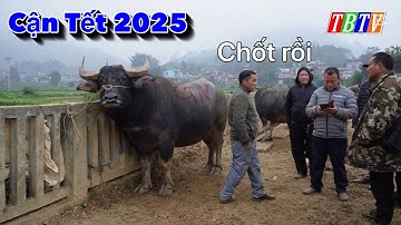 Cuối năm toàn trâu to và đẹp chợ phiên Bắc Hà Lào Cai - giá trâu bò cuối năm