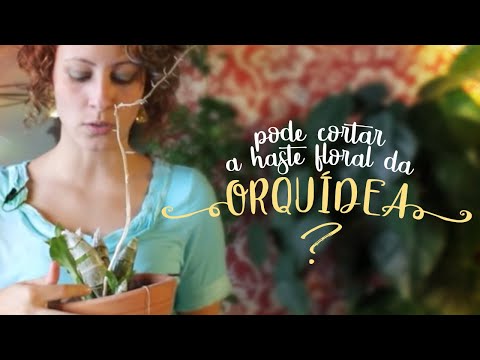 COMO CUIDAR DE ORQUÍDEAS - QUANDO PODAR A HASTE FLORAL