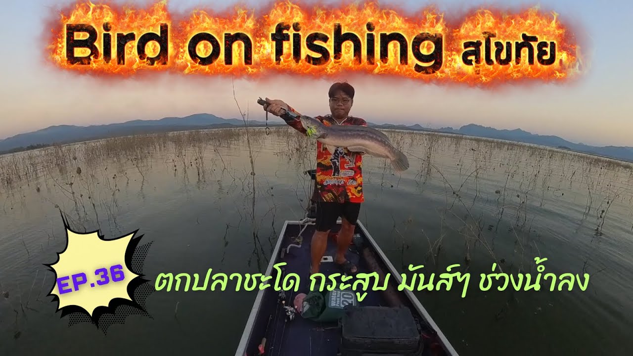 EP.36  ตกปลาชะโด กระสูบ มันส์ๆ ช่วงน้ำลง #ตกปลาชะโด #ตกปลากระสูบ #fishing