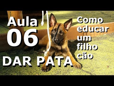 Curso de adestramento: Como educar um filho cão - Aula 06 - Dar a pata